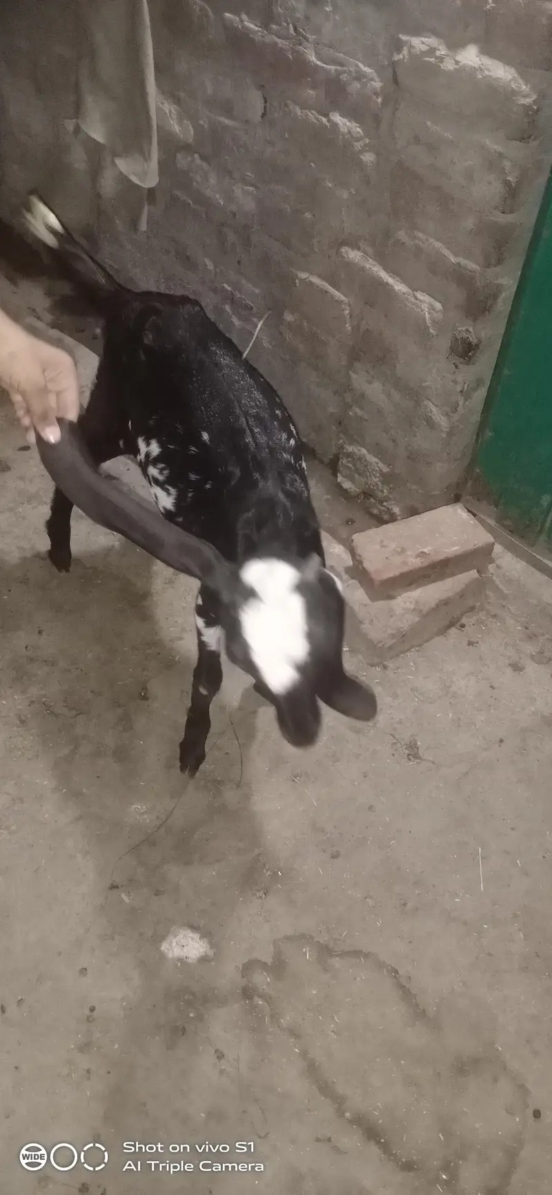 Healthy goat — photo 2