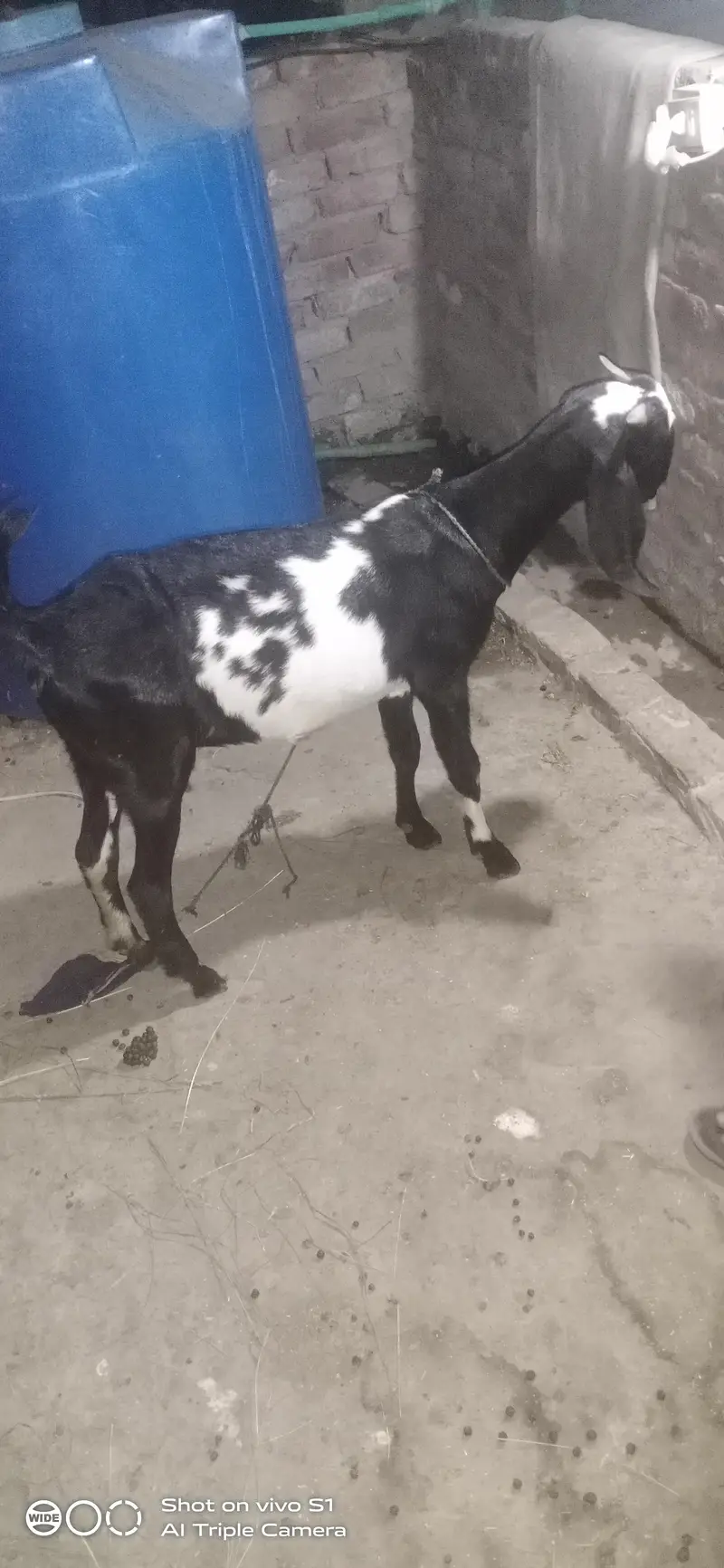 Healthy goat — photo 6