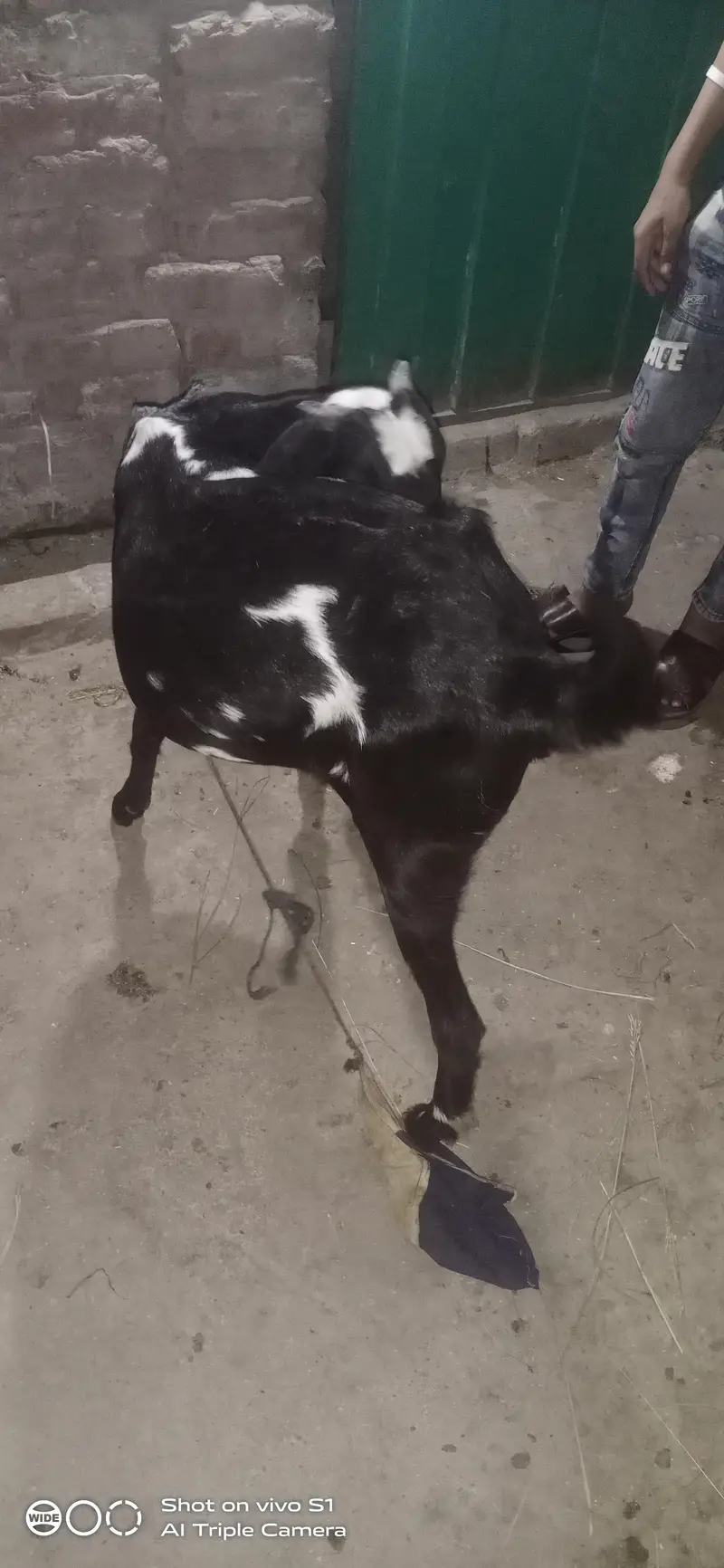 Healthy goat — photo 7