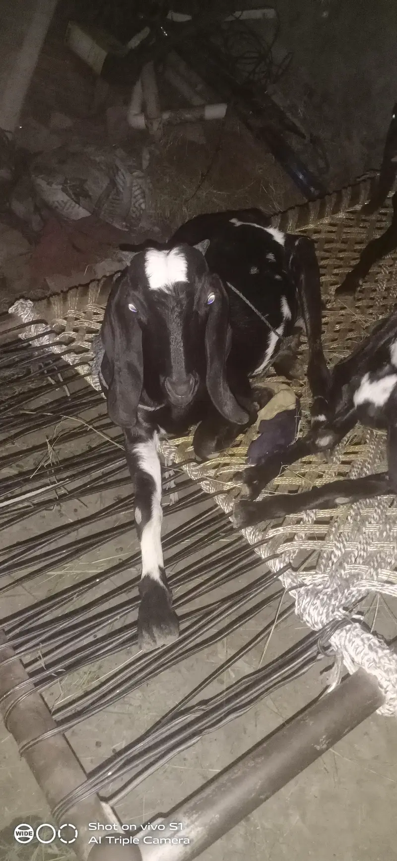 Healthy goat — photo 8