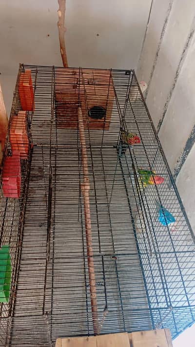 Parrots Cage breeder pair