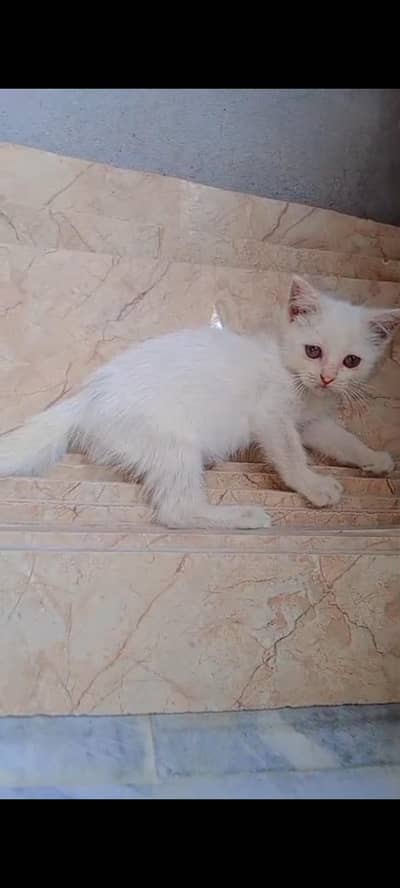 healthy and active kittens friendly and playful odd eyes