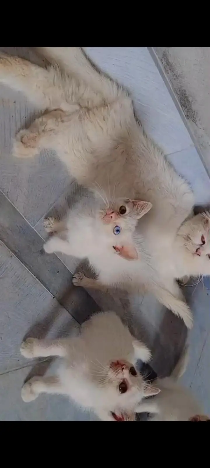 healthy and active kittens friendly and playful odd eyes — photo 4