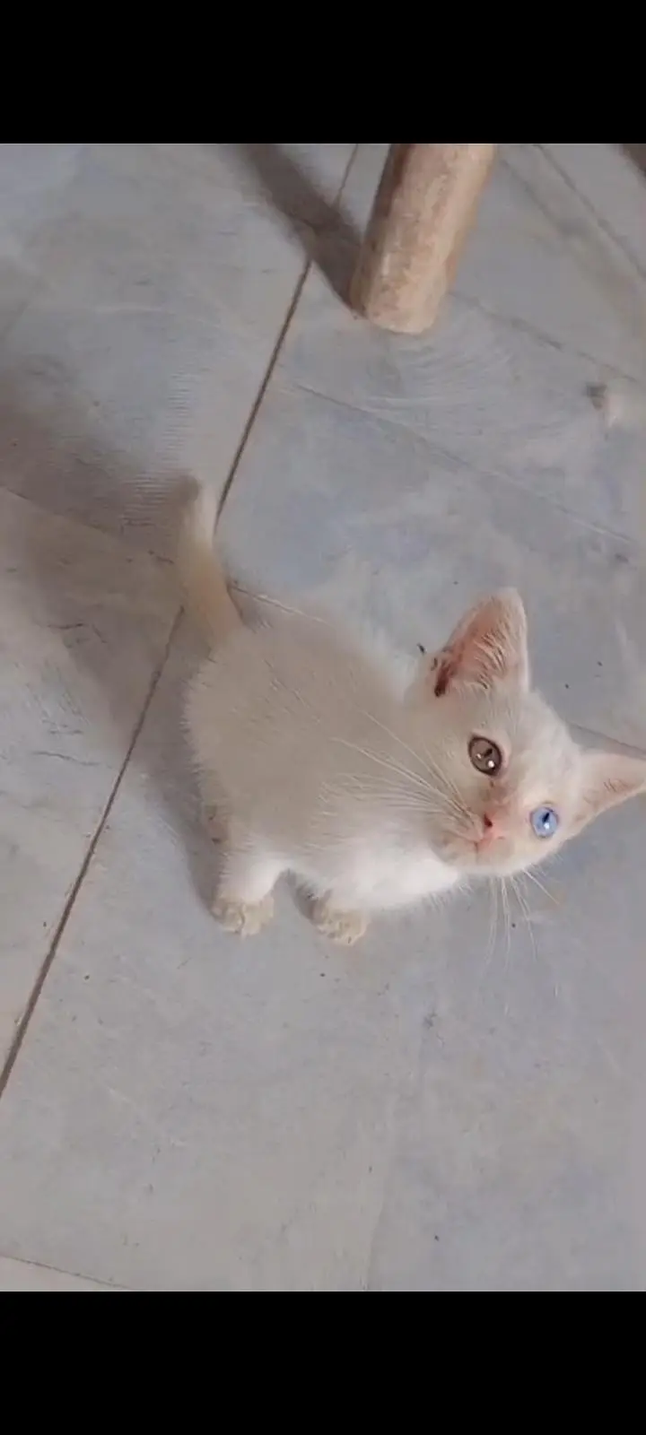 healthy and active kittens friendly and playful odd eyes — photo 6