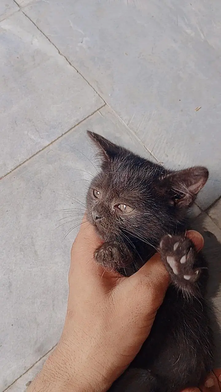 healthy and active kittens friendly and playful odd eyes — photo 7