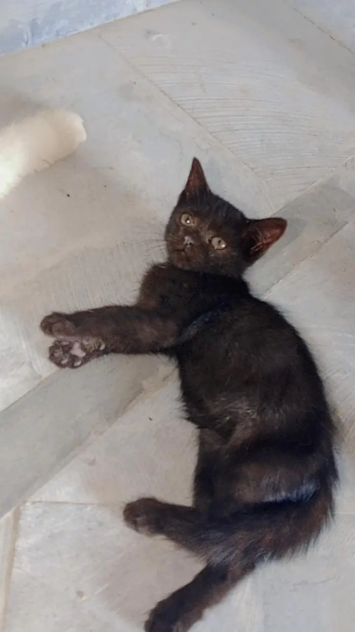 healthy and active kittens friendly and playful odd eyes — photo 8
