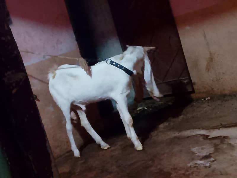 Gulabo 1
