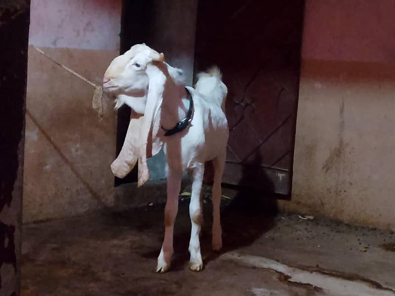 Gulabo 2