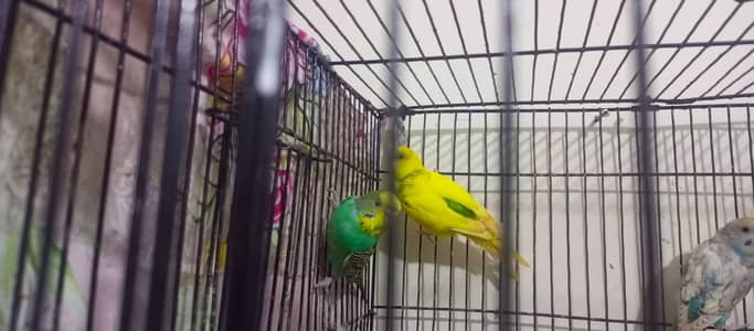 breeder pair available for sale final price 1100