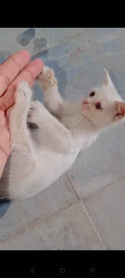 full trained hain healthy and active friendly and playful odd eyes
