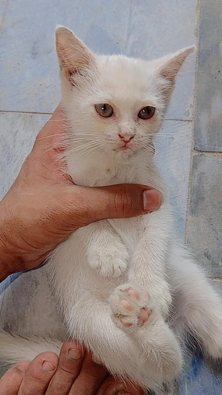 full trained hain healthy and active friendly and playful odd eyes — photo 3