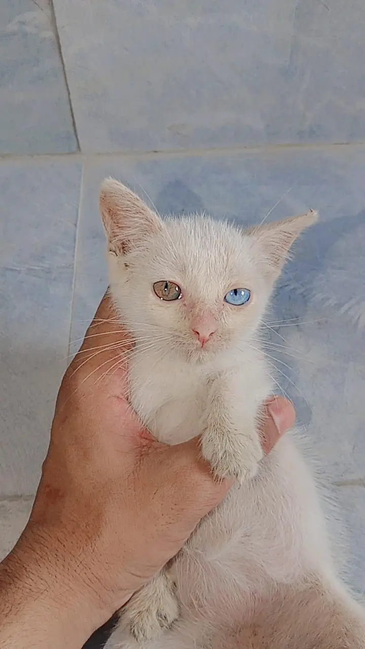 full trained hain healthy and active friendly and playful odd eyes — photo 4
