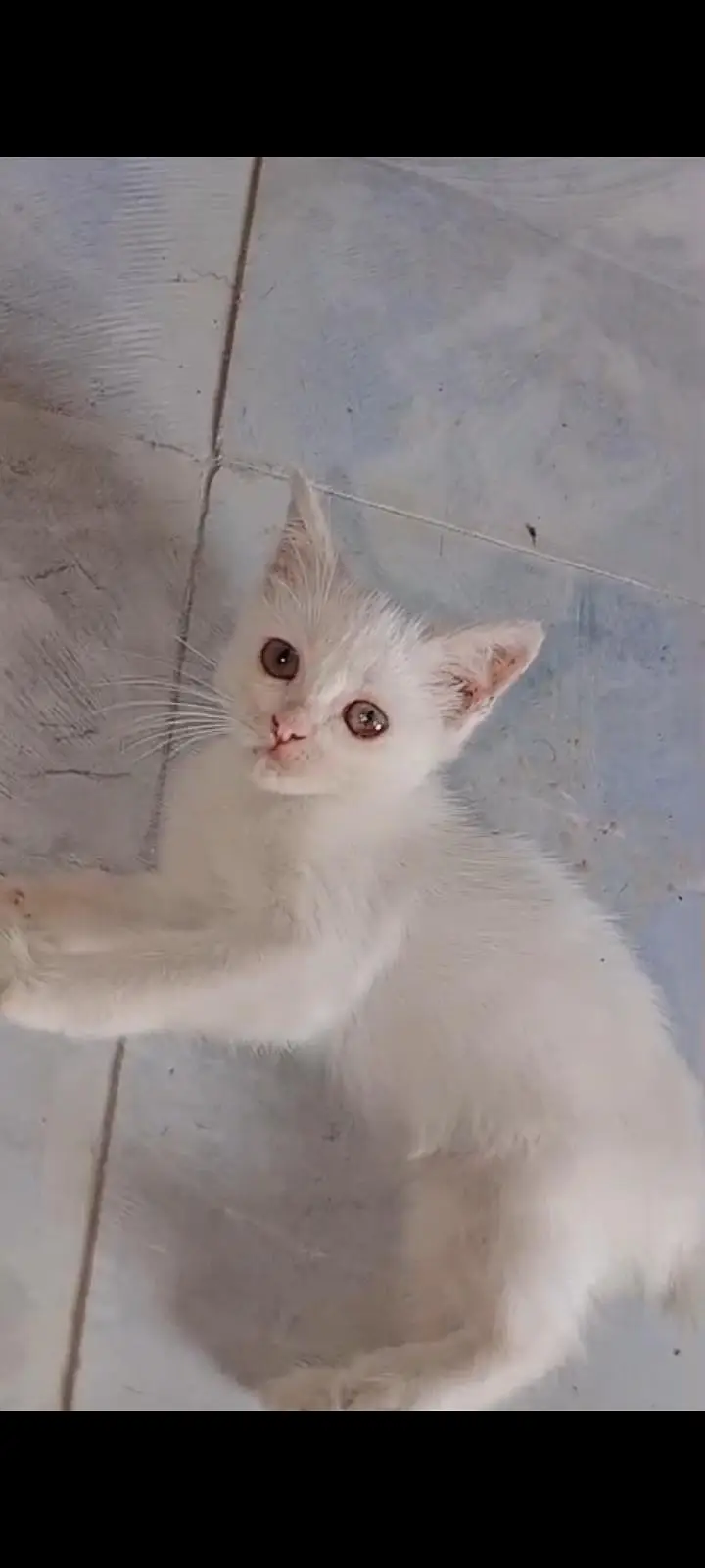 full trained hain healthy and active friendly and playful odd eyes — photo 6