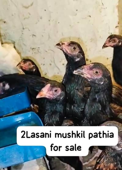 lassani mushkil pathia or Desi murgha