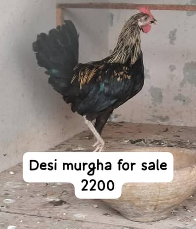 Desi murgha ghar ka Pala