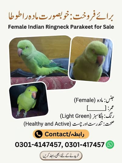 parrot for sale female