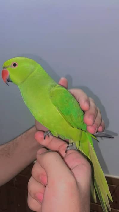 Bol Ka Tota