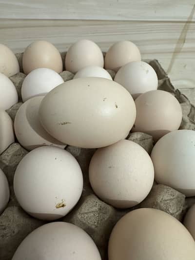 Desi eggs