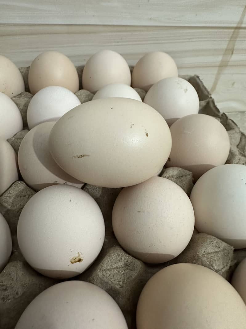 Desi eggs 0