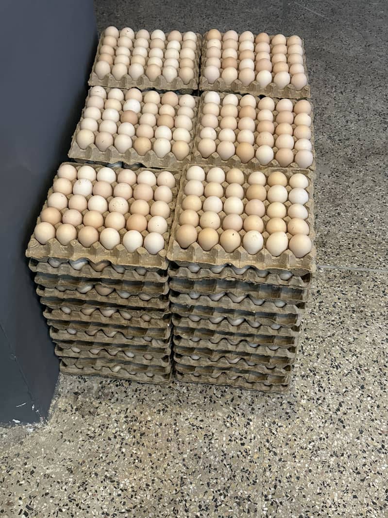 Desi eggs 1