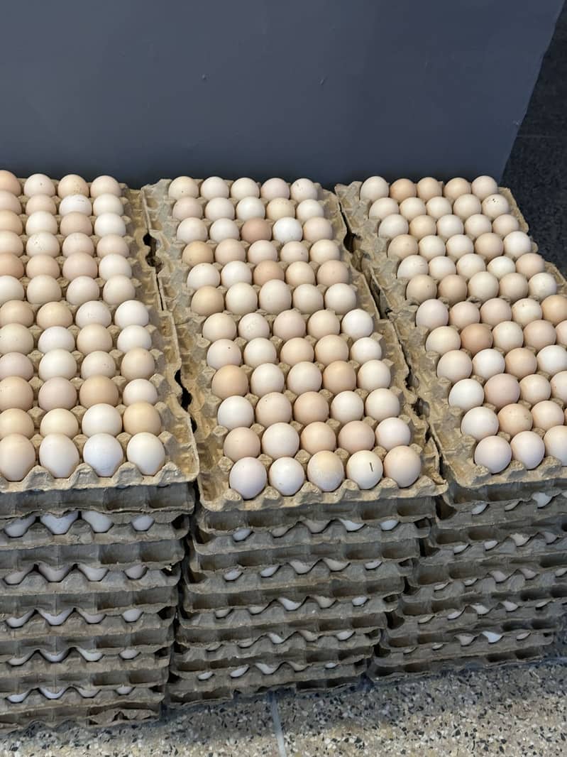 Desi eggs 2
