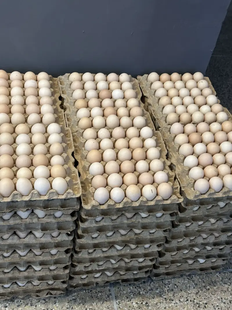 Desi eggs — photo 3
