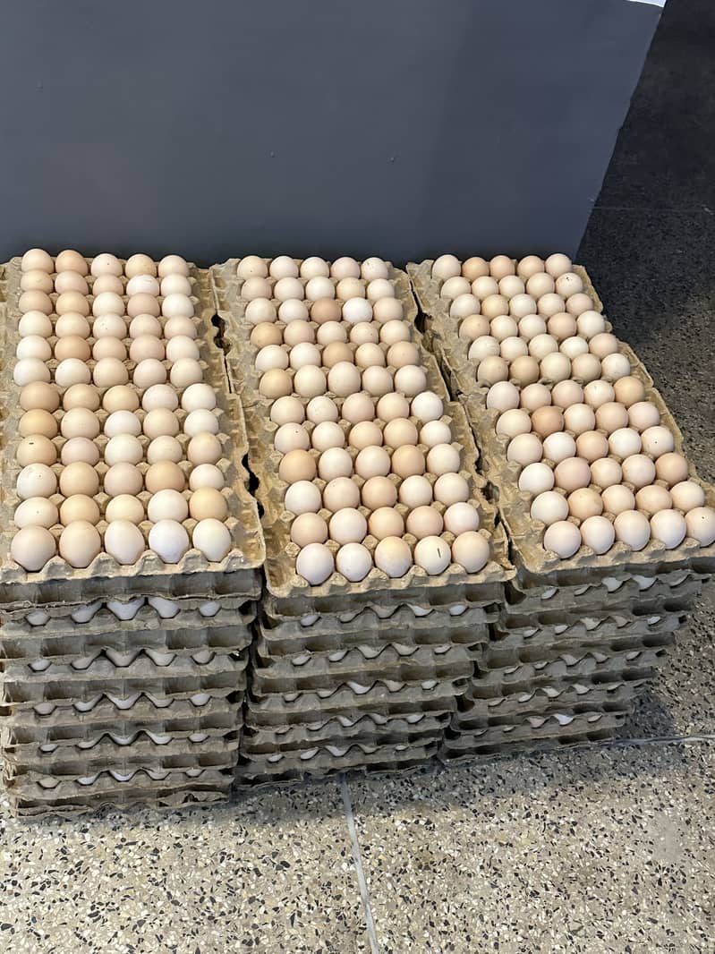 Desi eggs 3
