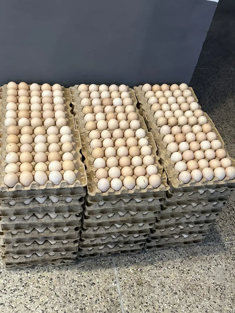 Desi eggs — photo 4
