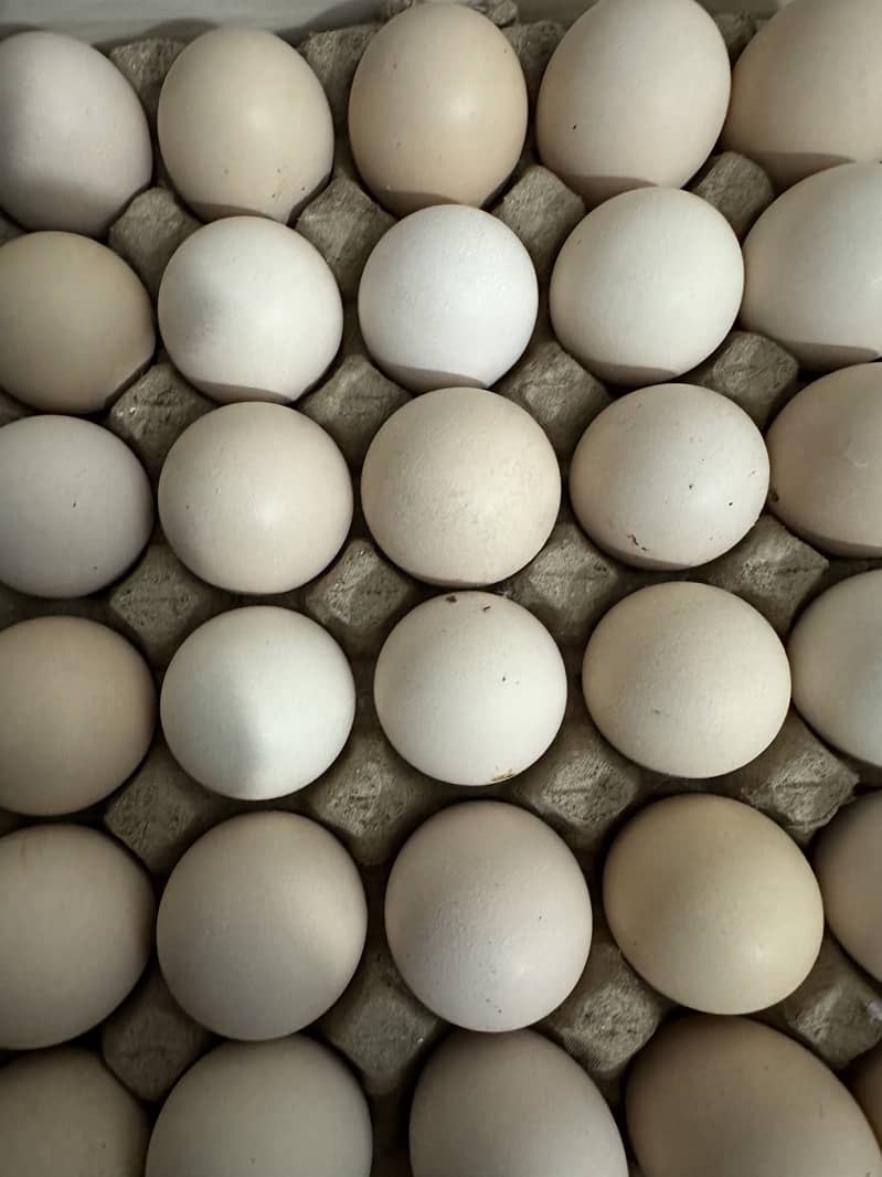 Desi eggs 4
