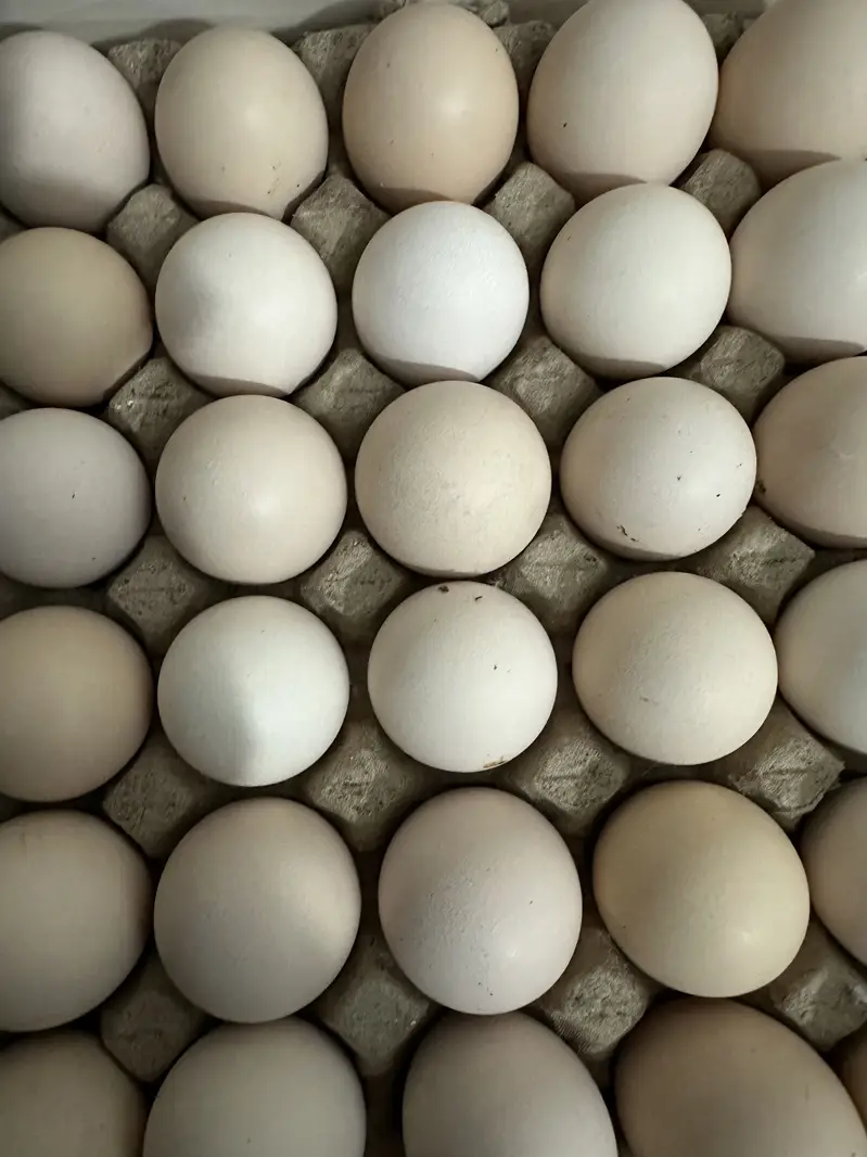Desi eggs — photo 5