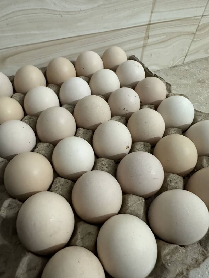 Desi eggs 5