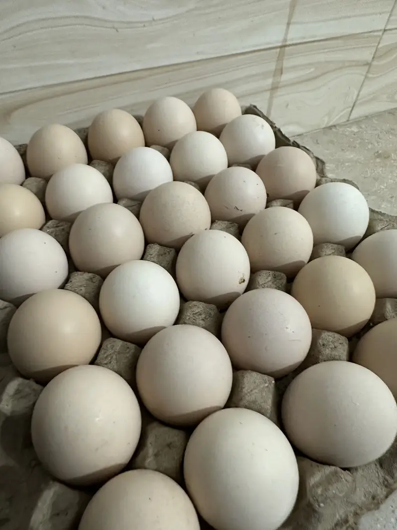 Desi eggs — photo 6