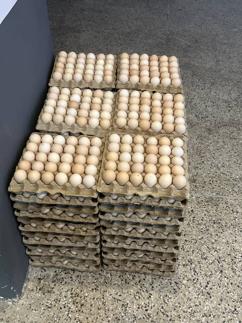 Desi eggs 6