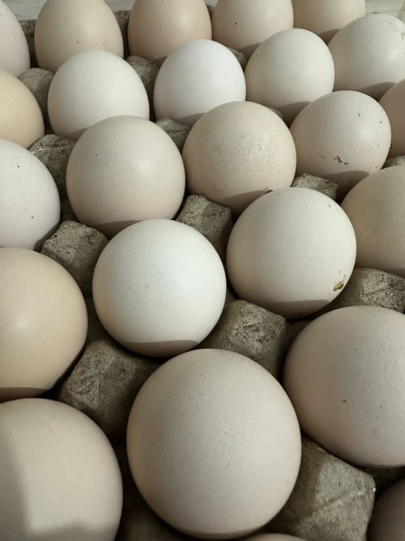 Desi eggs 7