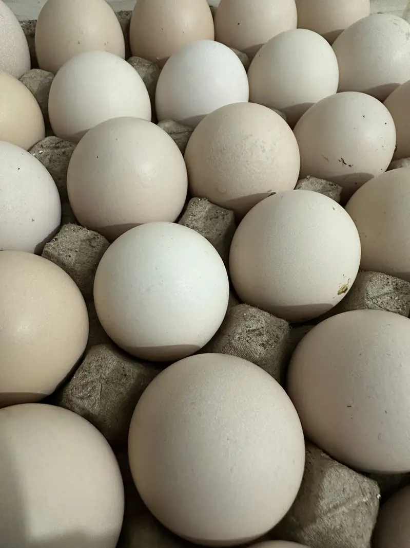 Desi eggs — photo 8