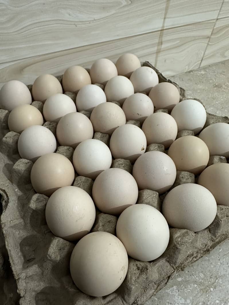 Desi eggs 8
