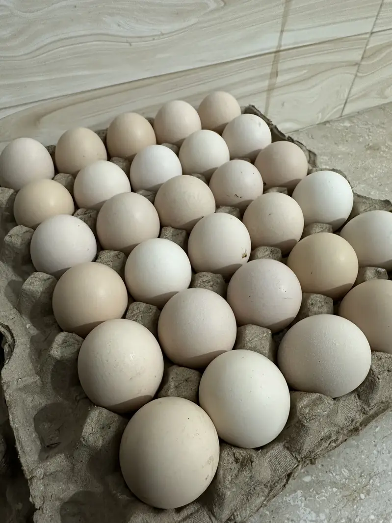 Desi eggs — photo 9