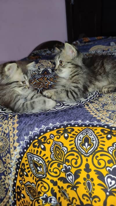 triple coated multi colored Persian kittens