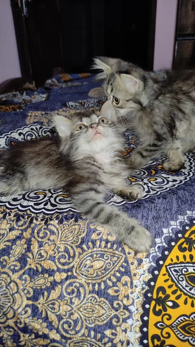 triple coated multi colored Persian kittens — photo 2
