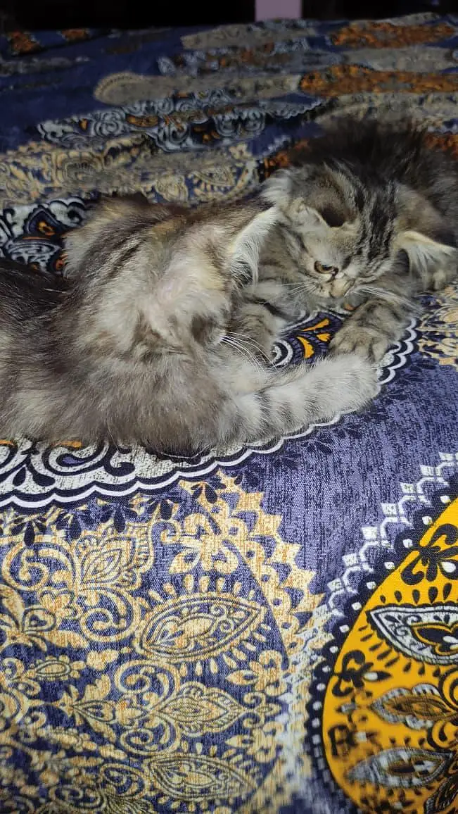triple coated multi colored Persian kittens — photo 3