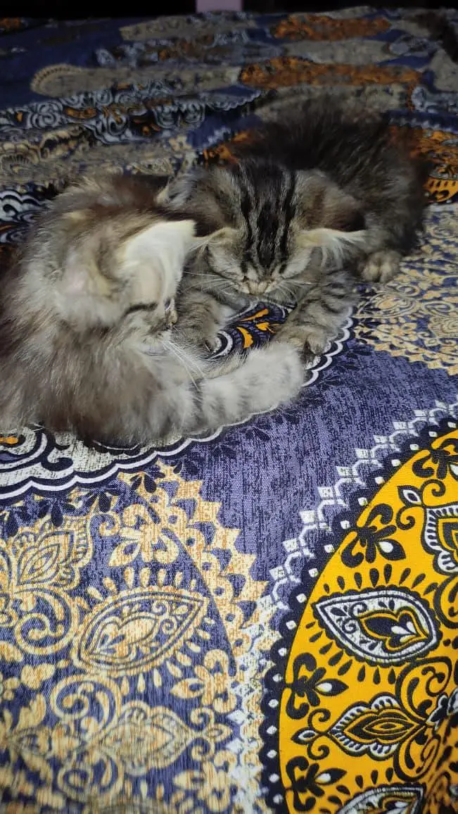 triple coated multi colored Persian kittens — photo 4