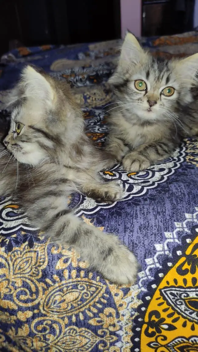 triple coated multi colored Persian kittens — photo 5