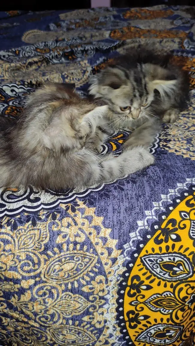 triple coated multi colored Persian kittens — photo 6