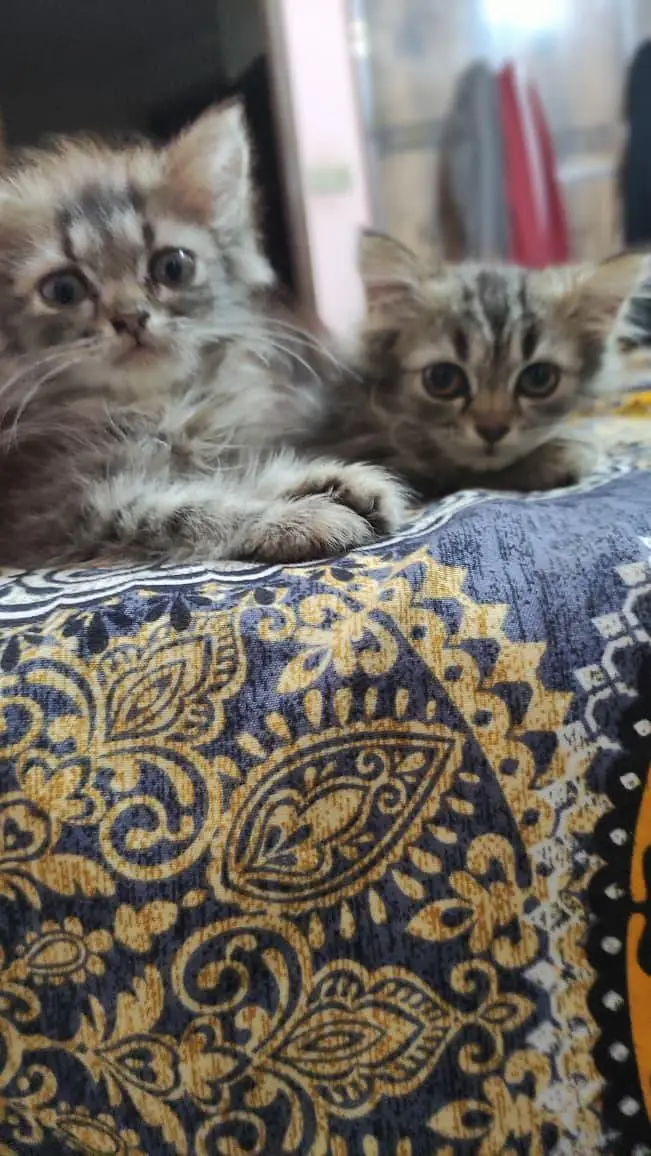 triple coated multi colored Persian kittens — photo 7
