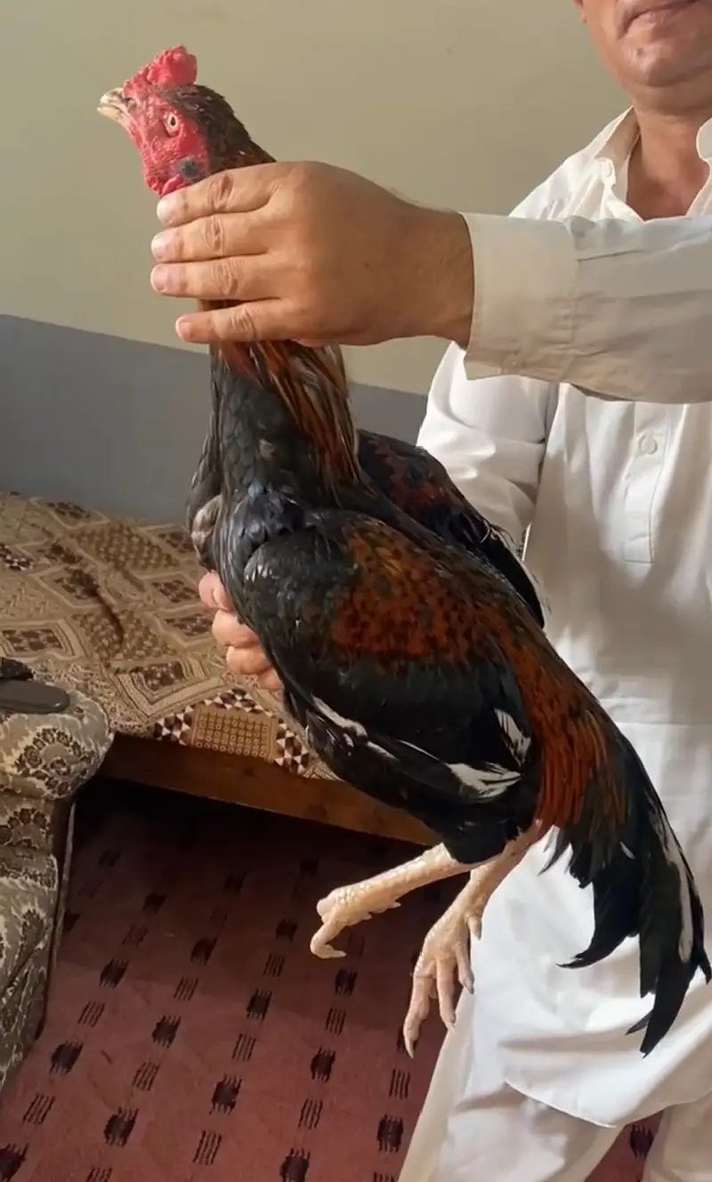 Mian wali aseel — photo 4