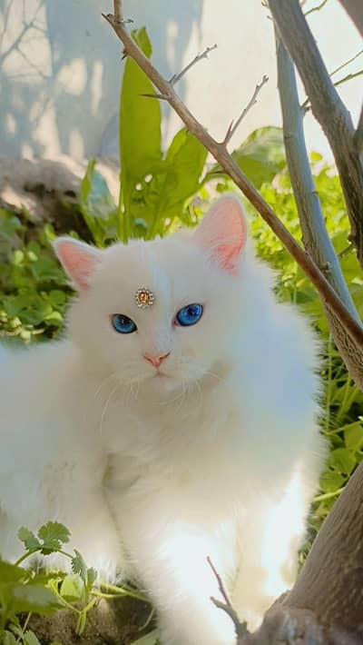 cat for sale