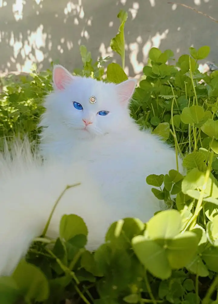 cat for sale — photo 2