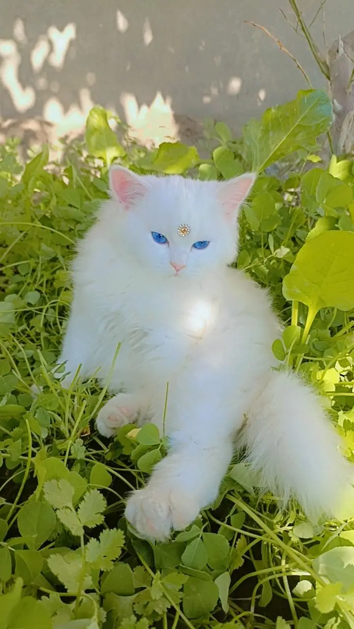 cat for sale — photo 3