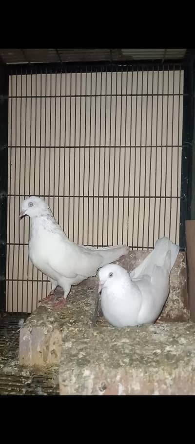 Low Flyer Pigeons