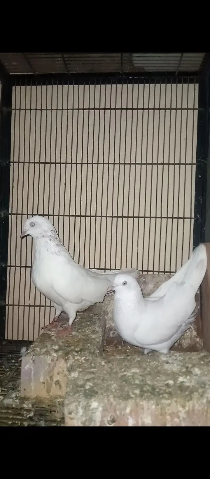 Low Flyer Pigeons — photo 2
